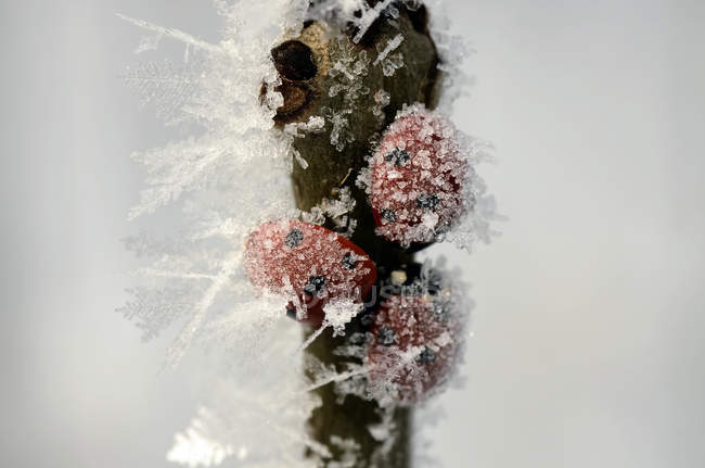 Três joaninhas de sete pintas, Coccinella septempunctata, num galho coberto de geada — Fotografia de Stock