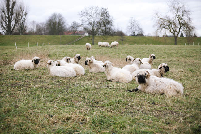 Sheep herd lying on green meadow — Stock Photo
