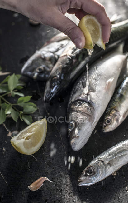 Human hand squeezing lemon on raw sea bream, sea bass, mackerel and sardines — Stock Photo