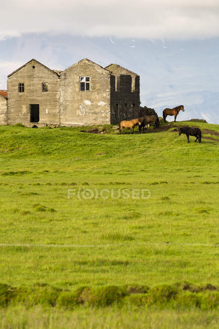 Islândia, Costa Leste, Casa velha e cavalos icelândicos — Fotografia de Stock