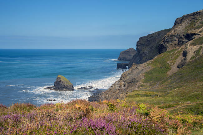 Reino Unido Inglaterra Cornwall Boscastle High Cliff At Cornisch 