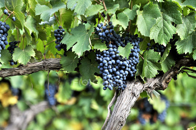 Ripe red grapes growing on plant in vineyard — Stock Photo