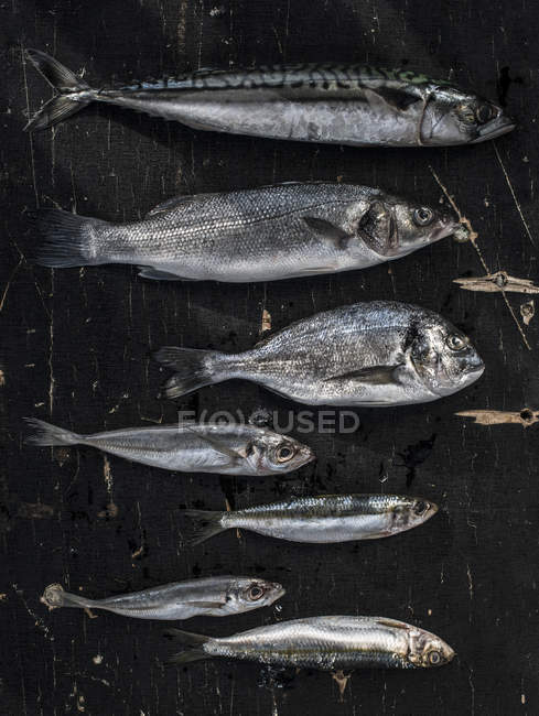 Close-up em peixes crus, sargo do mar, robalo, cavala e sardinhas na superfície de madeira escura — Fotografia de Stock