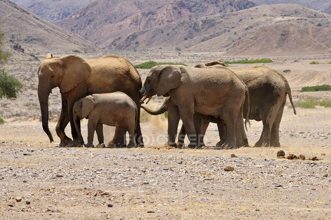 África, Namibia, Kaokolandia, grupo de cinco elefantes africanos, Loxodonta africana, en el río Hoanib - foto de stock