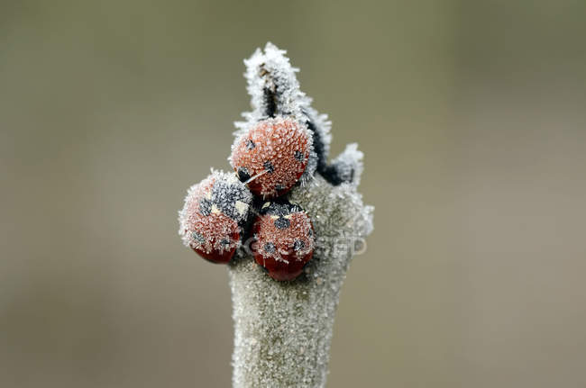 Three seven-spotted ladybirds, Coccinella septempunctata, on a twig covered with frost — Stock Photo
