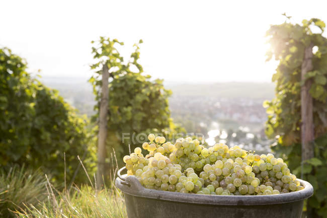 Harvested green grapes in bucket on vineyard — Stock Photo