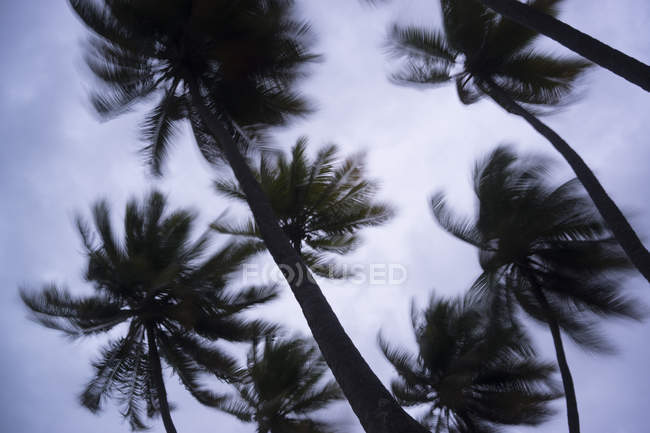 Vista para palmeiras na tempestade Ari Atoll, Maldivas — Fotografia de Stock