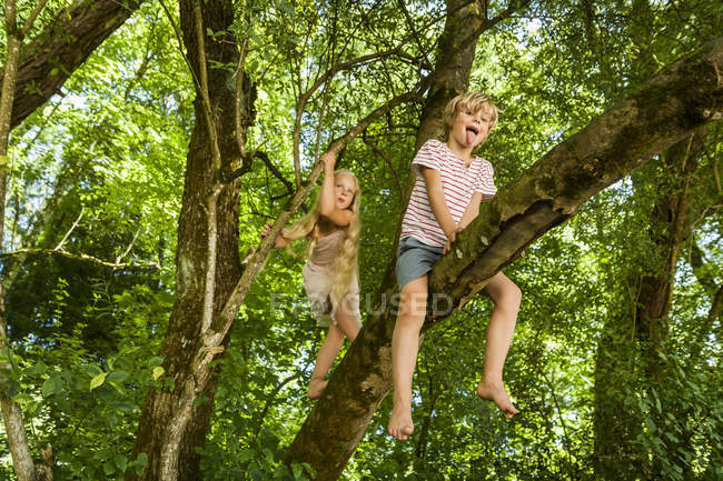 Kleiner Junge und seine Schwester klettern auf einen Baum im Wald — Stockfoto