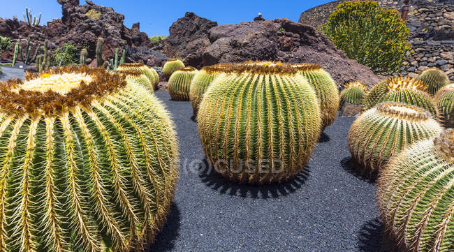 Mexico, Golden Barrel Cactus, Echinocactus grusonii — Stock Photo