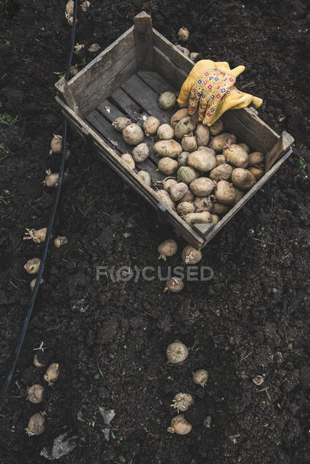 Patatas frescas recogidas en huerta caja de madera - foto de stock