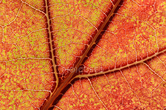Part of red orange maple leaf — Stock Photo