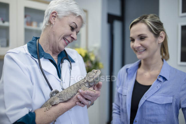 Veterinario sonriente sosteniendo dragón barbudo - foto de stock