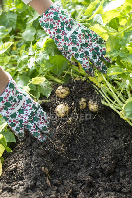 Gros plan des mains féminines récoltant des pommes de terre dans le potager — Photo de stock