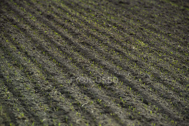 Sulcos com brotos em um campo — Fotografia de Stock