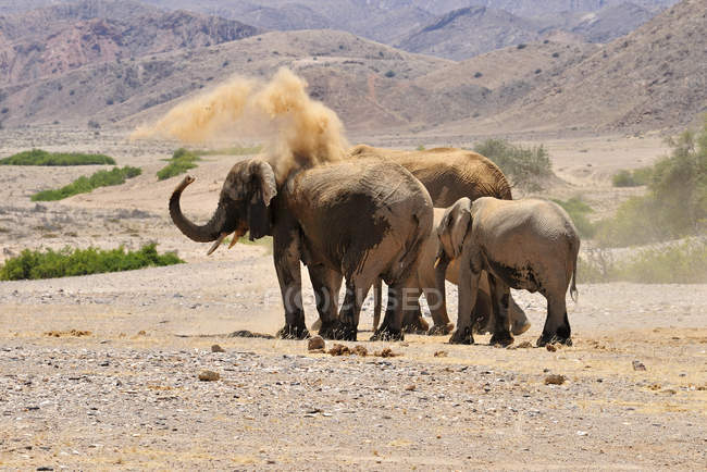 África, Kunene, cuatro elefantes africanos, Loxodonta africana, en el río Hoanib - foto de stock
