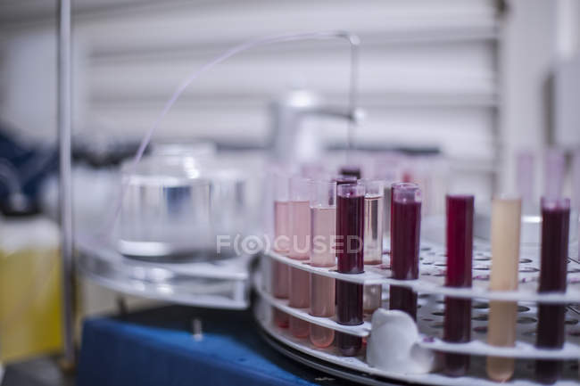 Test tubes in lab on blurred background — Stock Photo
