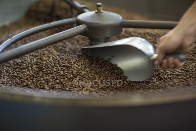 Mano humana mezclando granos de café tostados en cilindro de enfriamiento con cuchara - foto de stock