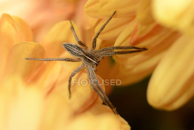 Nursery Web Spider, Pisaura mirabilis, sitting on yellow blossom — Stock Photo