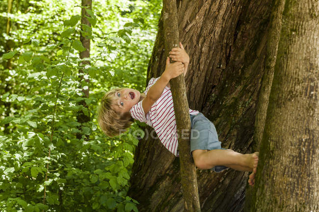 Kleiner Junge klettert auf einen Baum und macht Gesichter vor der Kamera — Stockfoto