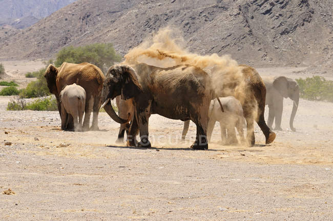 Африка, Нобиа, Као и группа африканских слонов Loxodonta afffa на реке Хоаниб — стоковое фото