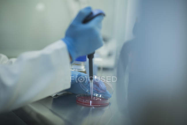 Immagine ritagliata dello scienziato in laboratorio pipettatura in capsula di Petri — Foto stock