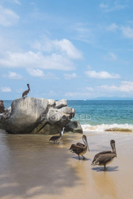 Messico, Baia di Banderas, Pelicans — Foto stock