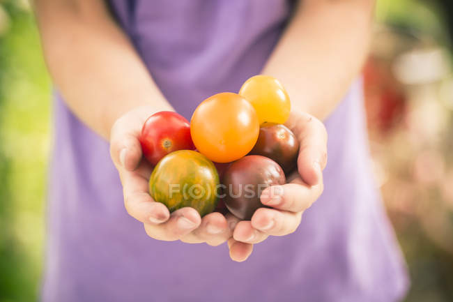 Руки женщины держат семейные помидоры — стоковое фото
