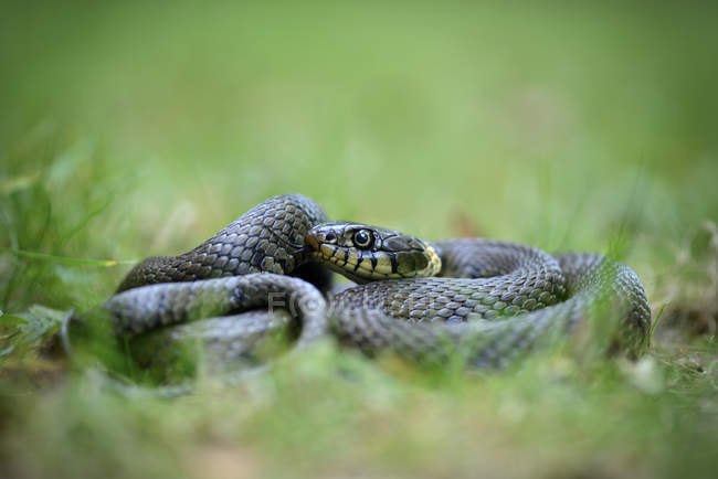 Serpente d'erba su un prato — Foto stock