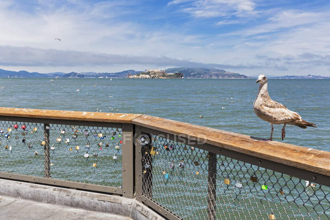 Gaivota com vista para a ilha de Alcatraz — Fotografia de Stock