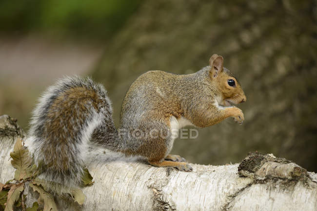 Grey squirrel, Sciurus carolinensis, sitting on a tree trunk — Stock Photo