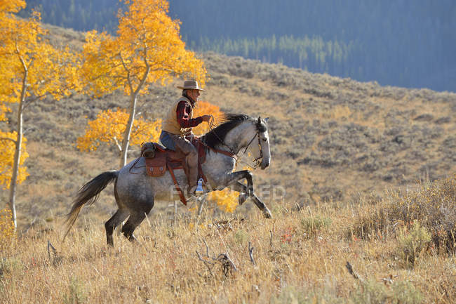 Vaquero a caballo en otoño - foto de stock