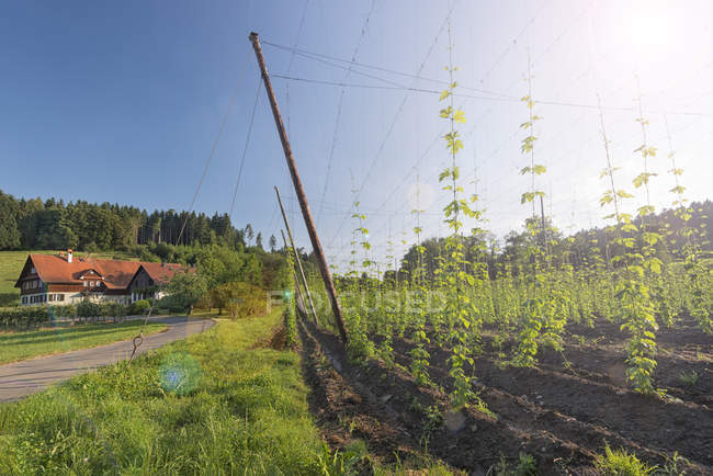 Німеччина, Баден-Вюртемберг, Neukirch, hop поля і будинок на фоні проти дерев — стокове фото