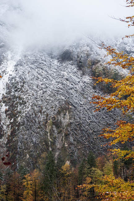 Austria, Estado de Salzburgo, Hallstatt, árboles después de una caída inesperada - foto de stock
