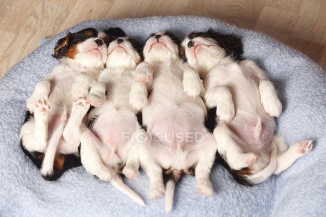 cavalier king charles spaniel newborn puppies