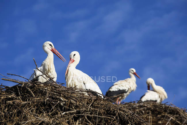 Німеччина, stork, гніздо з Білі лелеки, Ciconia ciconia — стокове фото