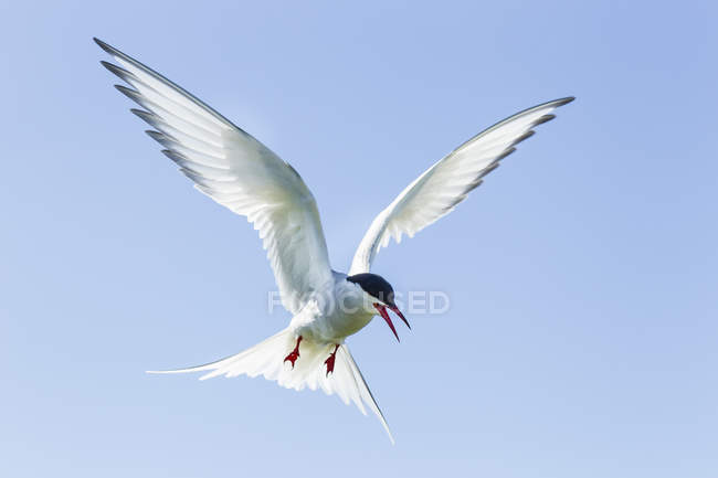 Common tern flying against blue sky — spread wings, copy space - Stock ...