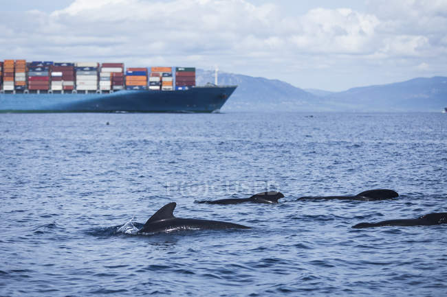 Espagne, Andalousie, Tarifa, Détroit de Gibraltar, Baleines à longues nageoires, Globicephala melas devant un cargo — Photo de stock