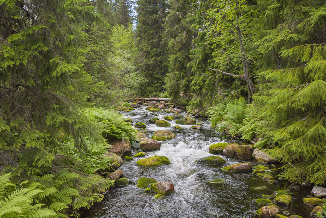 Suécia, Condado de Dalarna, Parque Nacional Fulufjaellet, riacho e floresta durante o dia — Fotografia de Stock