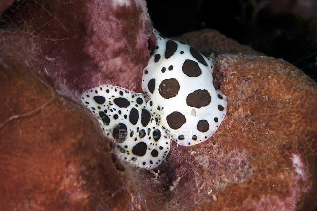 Croacia, Leopard Sea Slug, Discodoris atromaculata - foto de stock