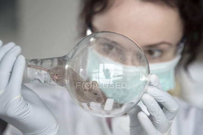 Research laboratory, Young scientist watching mouse in round bottom flask — Stock Photo