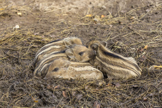 Cuatro lechones jabalíes dormidos sobre paja - foto de stock