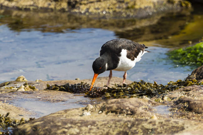 Reino Unido, Northumberland, Seahouses, Oystercatcher, Haematopus ostralegus bird à procura de alimentos — Fotografia de Stock