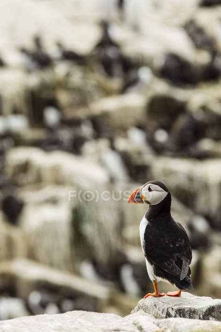 United Kingdom, England, Northumberland, Farne Islands, Atlantic puffin, Fratercula arctica bird closeup side view, stone rock on background — Stock Photo