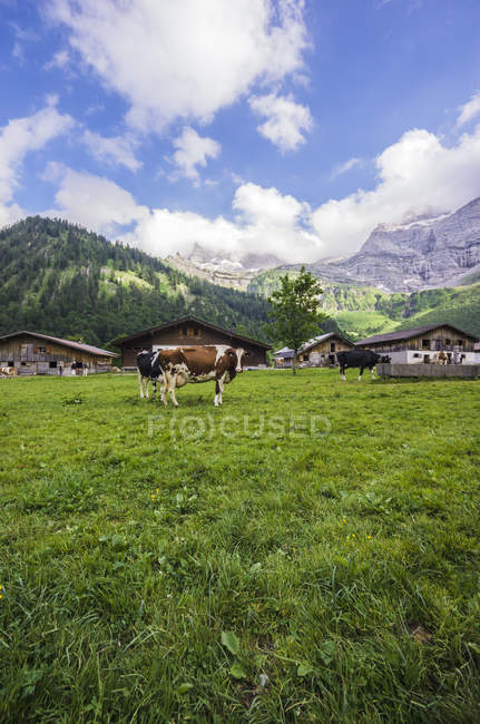Austria, Tirol, montañas de Karwendel, Grosser Ahornboden, Engalm, vacas pastando en el prado, paisaje montañoso escénico en el fondo - foto de stock