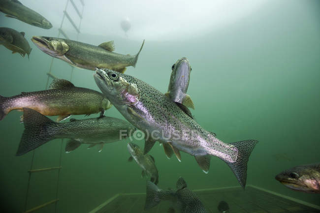 Austria, Estiria, Grueblsee, truchas de arroyo y truchas arco iris - foto de stock