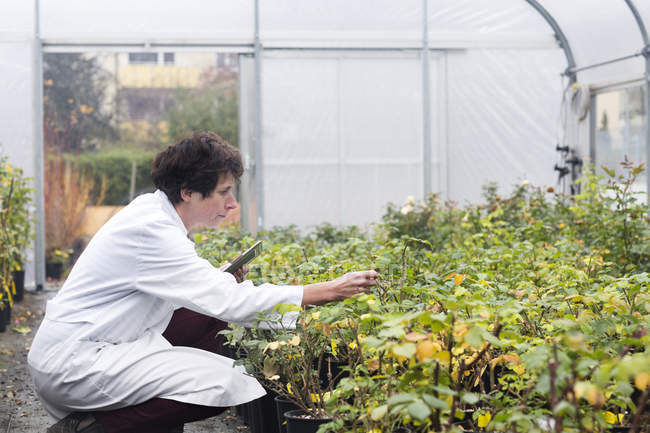 Female Scientist examining plants in greenhouse — Stock Photo