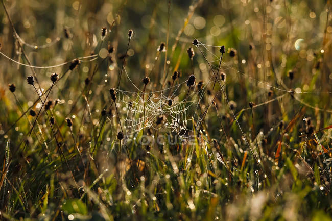 Deutschland, Spinnennetz am Morgen — Stockfoto