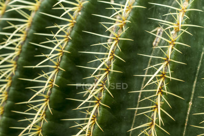 Golden Barrel Cactus, Echinocactus grusonii, close-up — Stock Photo