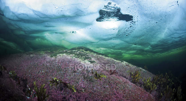 Russie, Arctic Circle Dive Centre, cercle polaire, algues sous l'eau — Photo de stock