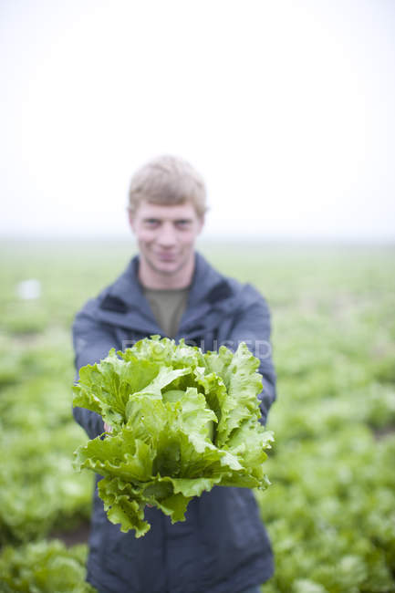 Молодой человек представляет органическую голову салата на поле — стоковое фото